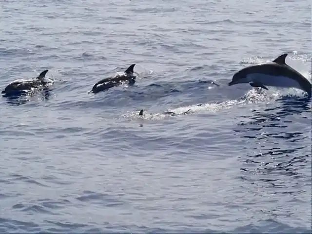 sortie bateau dauphins