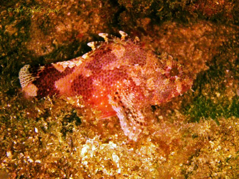 Patrimoine maritime — pêche ancestrale